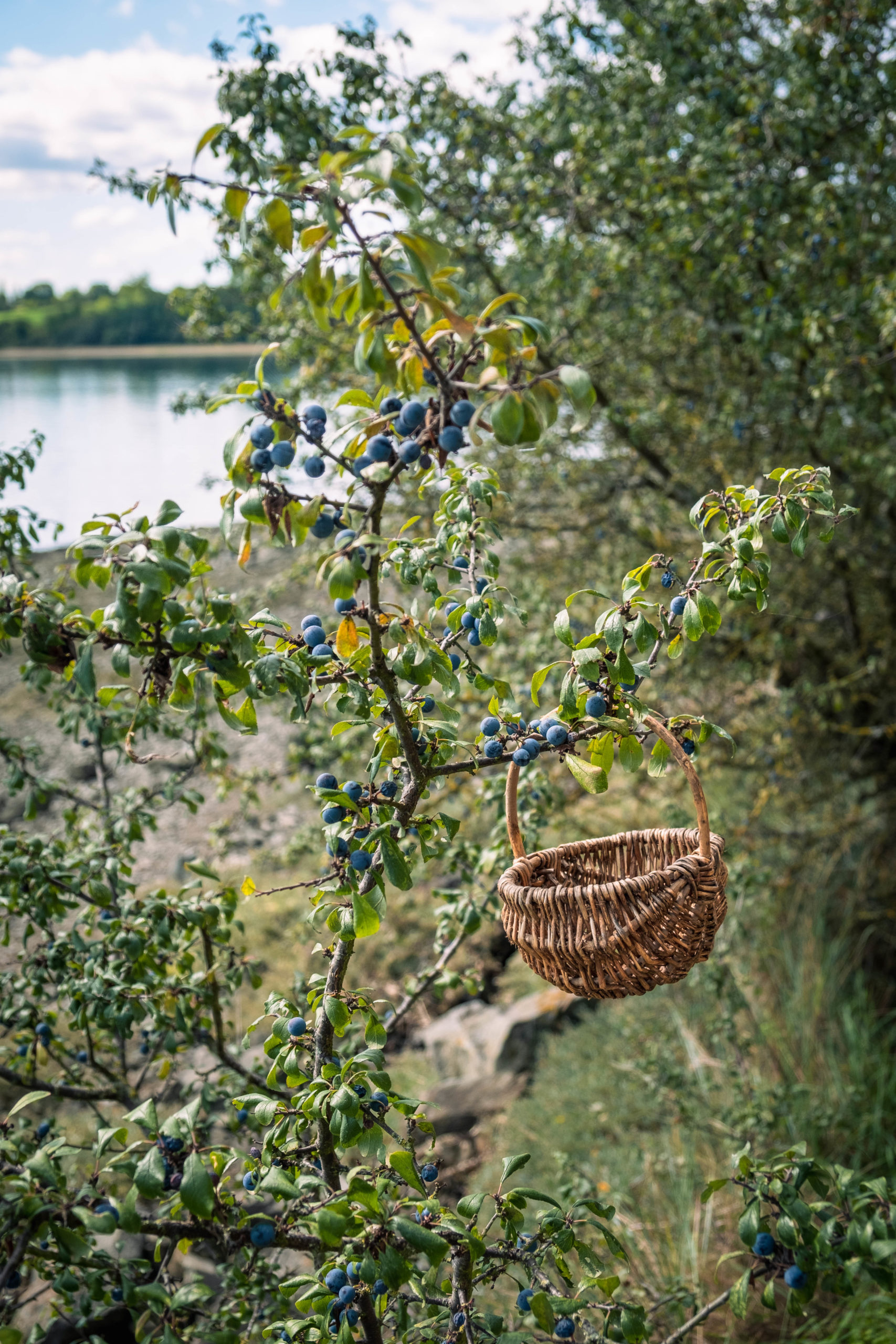 prunellier-fruits